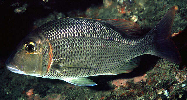 Image of Indian yellowtail emperor