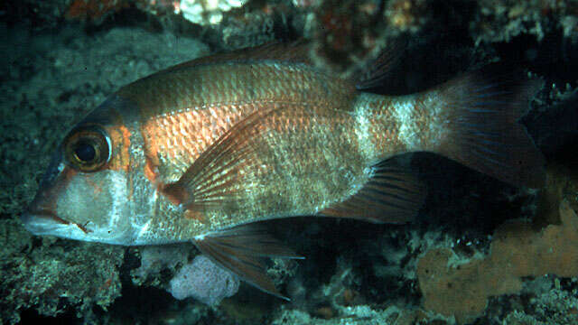 Image of Brown-headed emperor