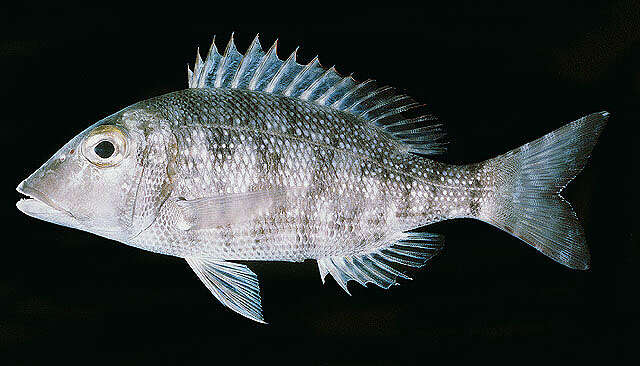 Sivun Lethrinus borbonicus Valenciennes 1830 kuva