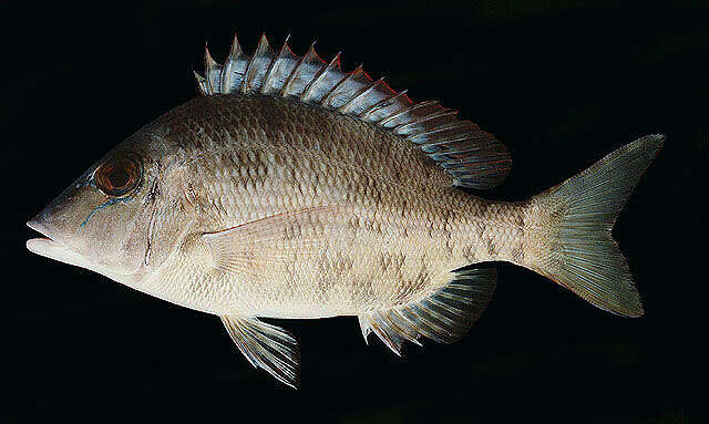 Sivun Lethrinus borbonicus Valenciennes 1830 kuva