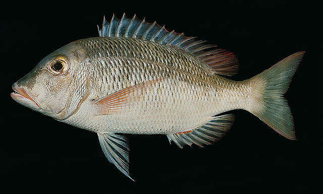 Sivun Lethrinus borbonicus Valenciennes 1830 kuva