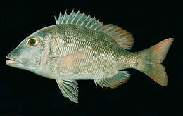 Sivun Lethrinus borbonicus Valenciennes 1830 kuva