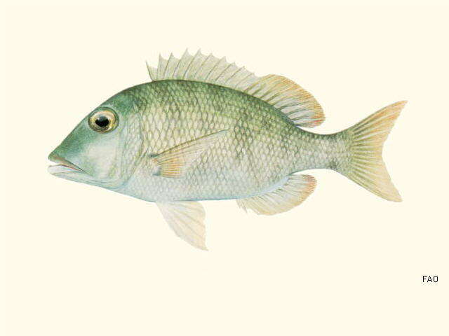 Sivun Lethrinus borbonicus Valenciennes 1830 kuva