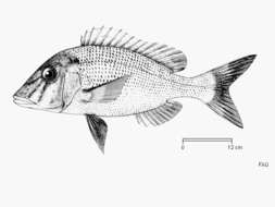 Lethrinus nebulosus (Forsskål 1775) resmi