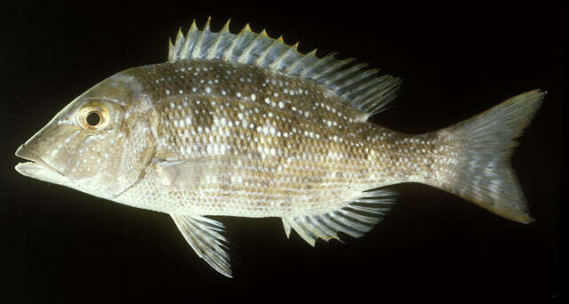 Lethrinus nebulosus (Forsskål 1775) resmi