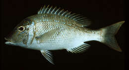 Lethrinus nebulosus (Forsskål 1775) resmi