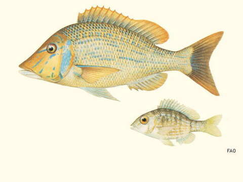 Lethrinus nebulosus (Forsskål 1775) resmi