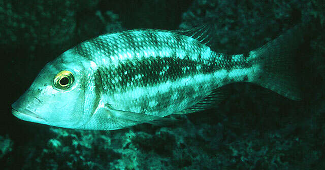 Image of Orange-striped emperor