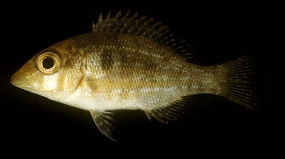 Image of Orange-striped emperor