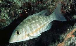 Image of Orange-striped emperor