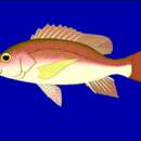 Image of Day Snapper