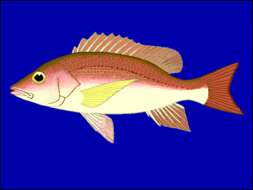 Image of Day Snapper