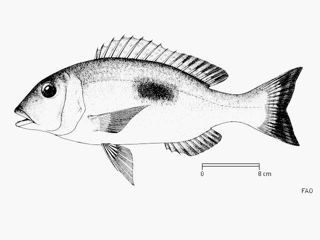 Sivun Lethrinus harak (Forsskål 1775) kuva