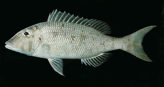 صورة Lethrinus amboinensis Bleeker 1854