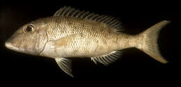 صورة Lethrinus amboinensis Bleeker 1854