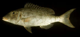 صورة Lethrinus amboinensis Bleeker 1854