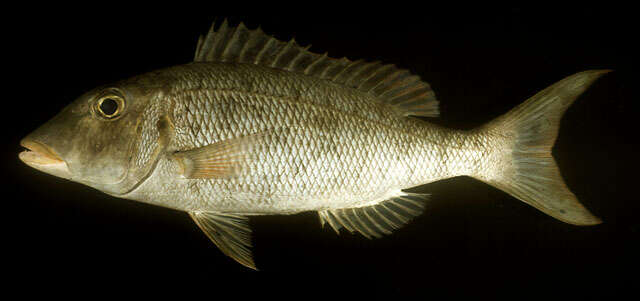 صورة Lethrinus amboinensis Bleeker 1854