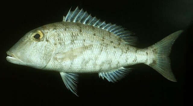 صورة Lethrinus amboinensis Bleeker 1854