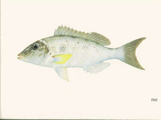 صورة Lethrinus amboinensis Bleeker 1854