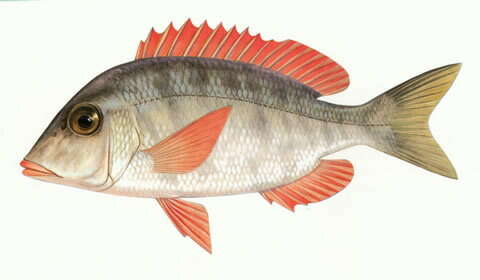 صورة Lethrinus haematopterus Temminck & Schlegel 1844