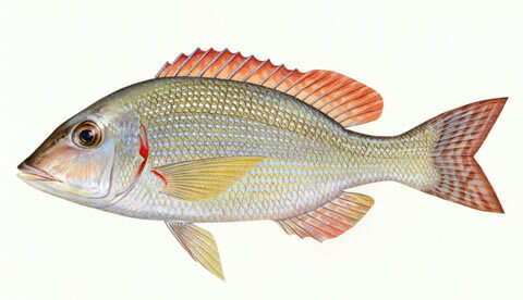 صورة Lethrinus haematopterus Temminck & Schlegel 1844