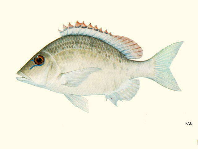 صورة Lethrinus haematopterus Temminck & Schlegel 1844