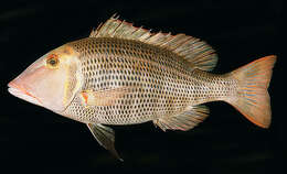 Sivun Lethrinus miniatus (Forster 1801) kuva