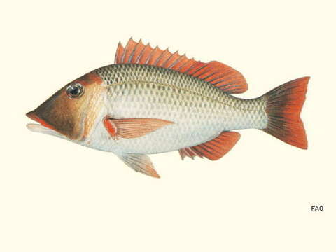 Sivun Lethrinus miniatus (Forster 1801) kuva