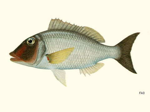 Plancia ëd Lethrinus reticulatus Valenciennes 1830