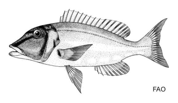 Plancia ëd Lethrinus reticulatus Valenciennes 1830