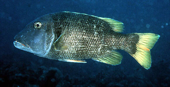 Image of Orange-spotted emperor