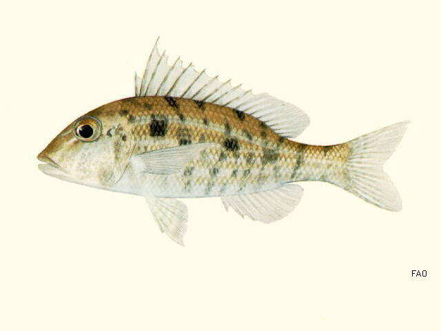 Imagem de Lethrinus genivittatus Valenciennes 1830