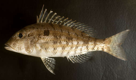 Imagem de Lethrinus genivittatus Valenciennes 1830