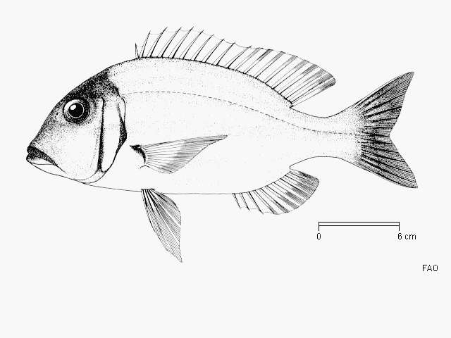 Imagem de Lethrinus ornatus Valenciennes 1830