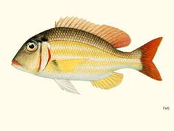 Imagem de Lethrinus ornatus Valenciennes 1830