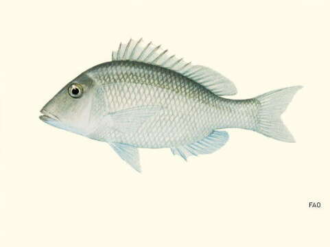 Lethrinus atlanticus Valenciennes 1830 resmi