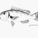 Sivun Lethrinus conchyliatus (Smith 1959) kuva