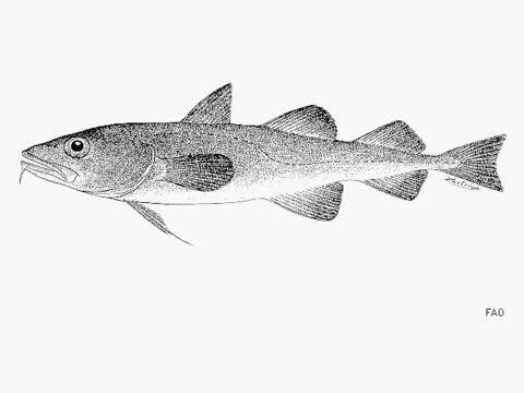 Image of Arctogadus