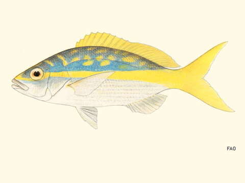 Image of Ocyurus