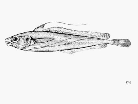 Image of Longfin hake