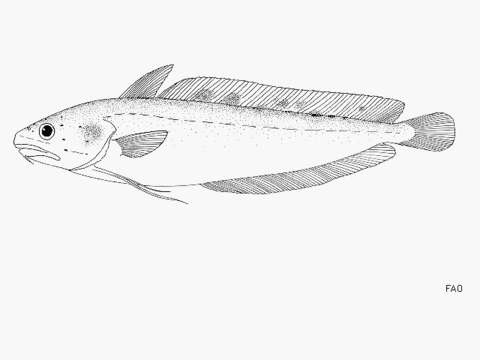 Image of Southern codling