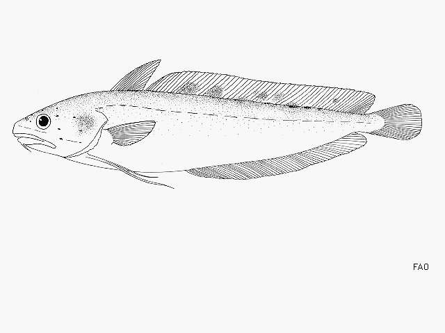 Image of Southern codling