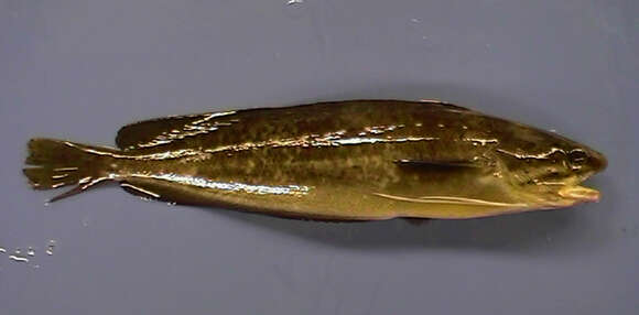 Image of Spotted Codling