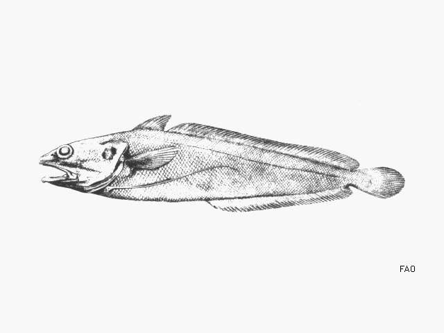 Image of Brazilian codling