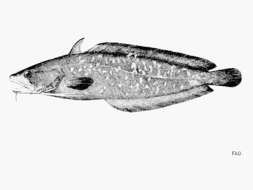 Image of Carolina hake