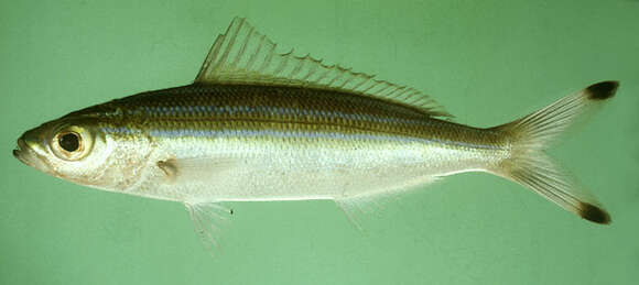 Image of Striped fusilier