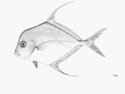 Image of African Threadfish