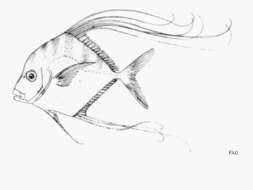 Image of African Threadfish