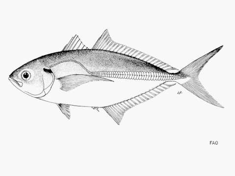 Image of Banded scad