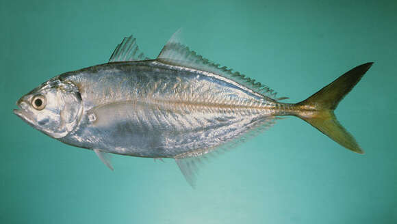 Image of Banded scad